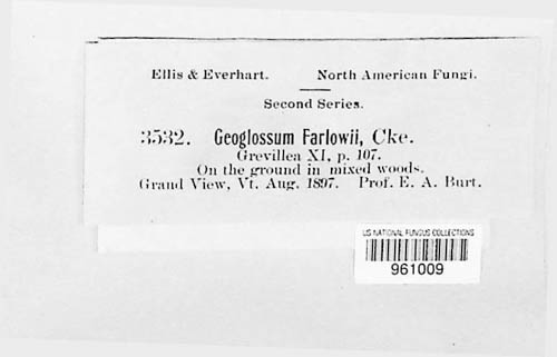 Trichoglossum farlowii image